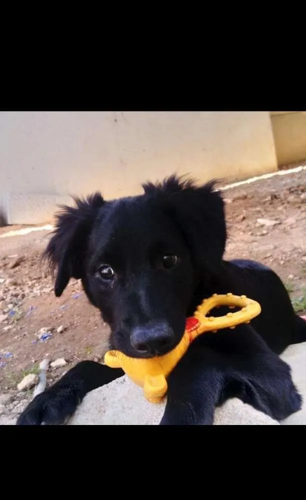 Cachorro ra a  idade 7 a 11 meses nome Blecaute 
