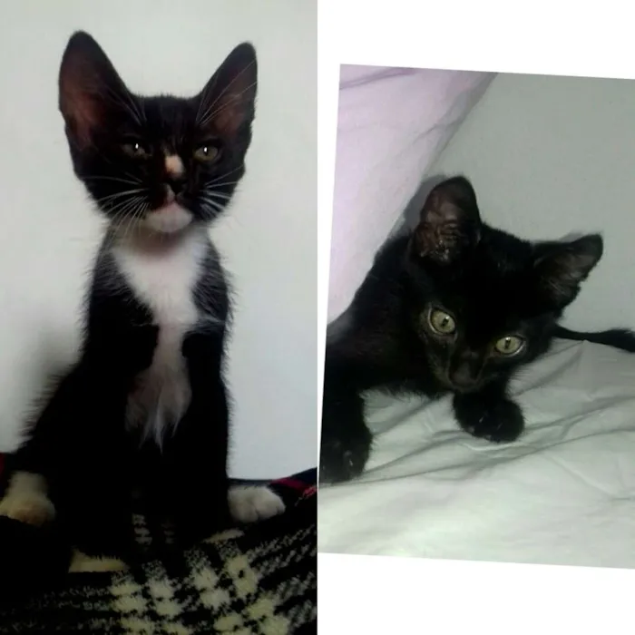 Gato ra a Vira latas idade 2 a 6 meses nome Sem nomes