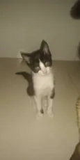 3 gatinhos
