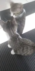 3 gatinhos