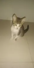3 gatinhos