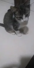 3 gatinhos