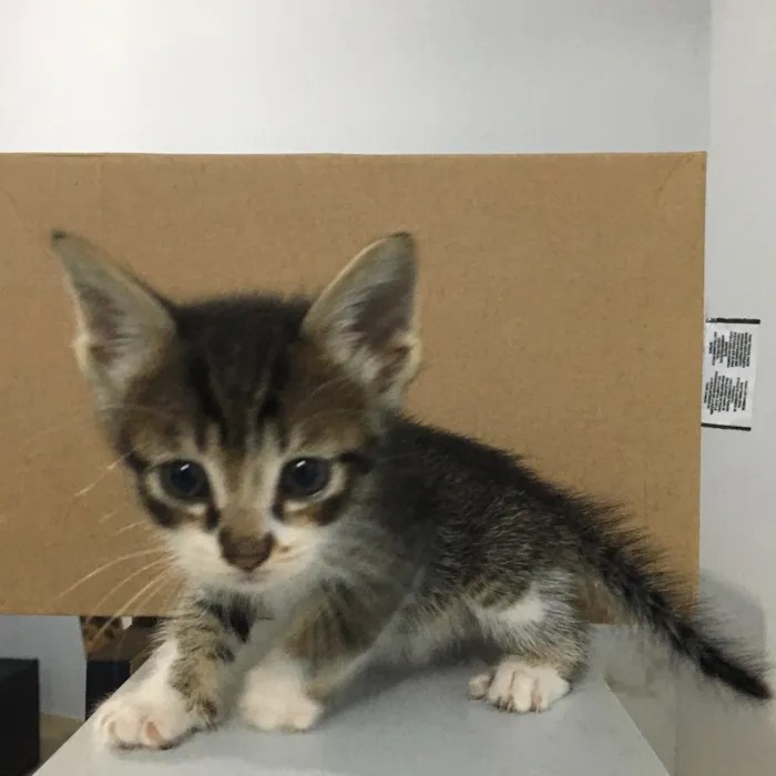 Gato ra a  idade Abaixo de 2 meses nome Sem nome
