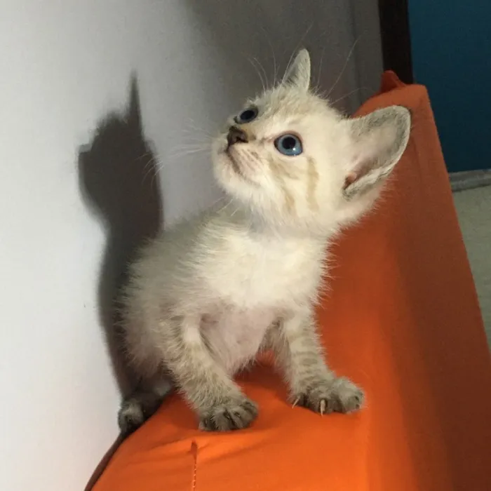Gato ra a  idade Abaixo de 2 meses nome Sem nome