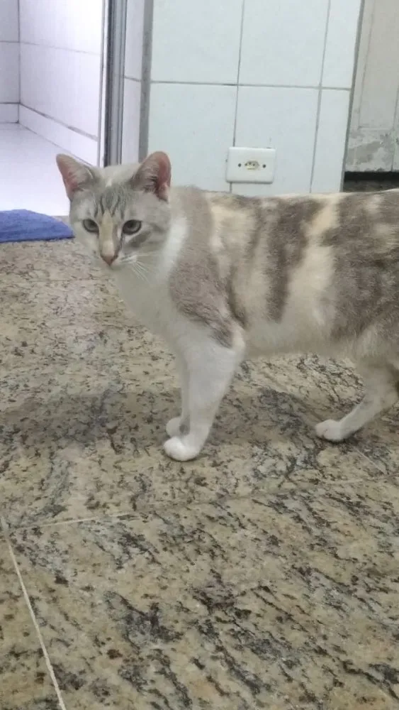 Gato ra a SRD idade 2 anos nome Drika