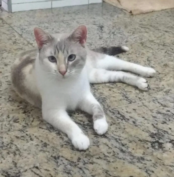 Gato ra a SRD idade 2 anos nome Drika