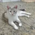 Drika