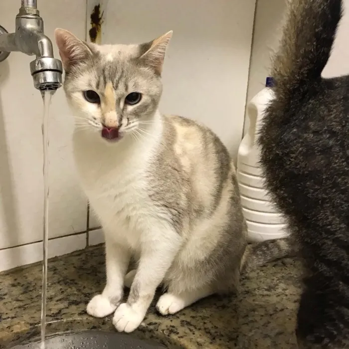 Gato ra a SRD idade 2 anos nome Drika