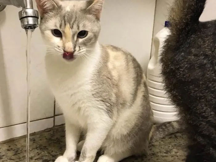 Gato ra a SRD idade 2 anos nome Drika