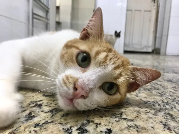 Gato ra a SRD idade 2 anos nome Raul