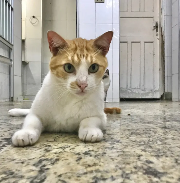 Gato ra a SRD idade 2 anos nome Raul