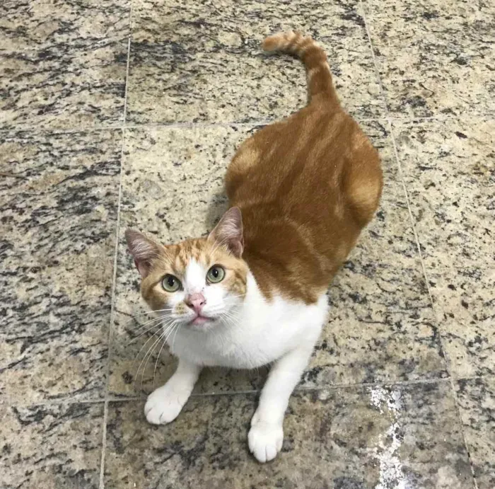 Gato ra a SRD idade 2 anos nome Raul