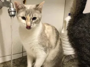 Gato raça SRD idade 2 anos nome Drika