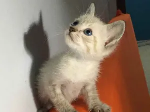 Gato raça  idade Abaixo de 2 meses nome Sem nome
