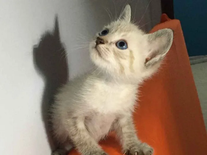 Gato ra a  idade Abaixo de 2 meses nome Sem nome