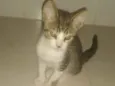3 gatinhos