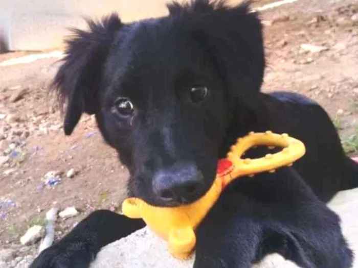 Cachorro ra a  idade 7 a 11 meses nome Blecaute 