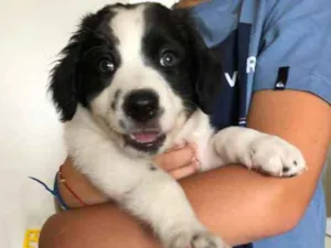 Cachorro raça SRD idade Abaixo de 2 meses nome Orio