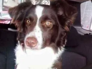 Cachorro raça Border Colie idade 1 ano nome Nutella
