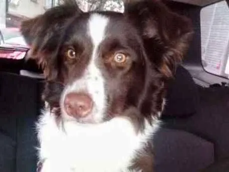 Cachorro ra a Border Colie idade 1 ano nome Nutella
