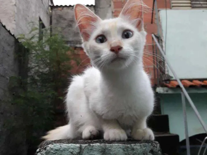 Gato ra a SRD idade 2 a 6 meses nome Ângela