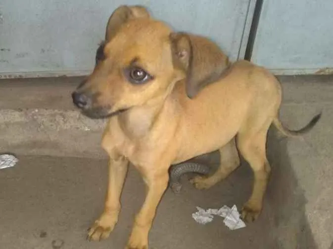 Cachorro ra a Vira Lata  idade 2 a 6 meses nome Bebê