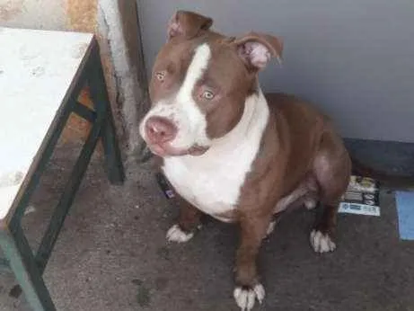 Cachorro ra a Pitbull idade 1 ano nome Bob
