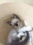 Bob