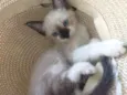 Bob
