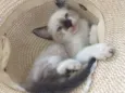 Bob