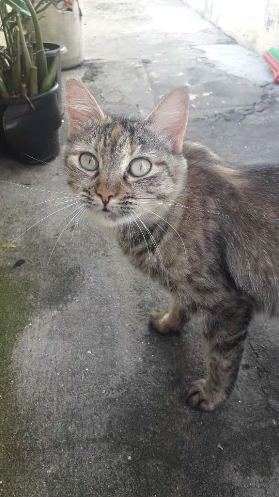 Gato ra a Mestiço  de angorá  idade 4 anos nome Bela