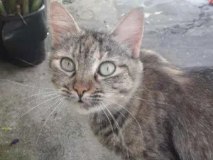 Gato raça Mestiço  de angorá  idade 4 anos nome Bela