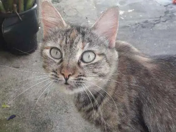 Gato ra a Mestiço  de angorá  idade 4 anos nome Bela