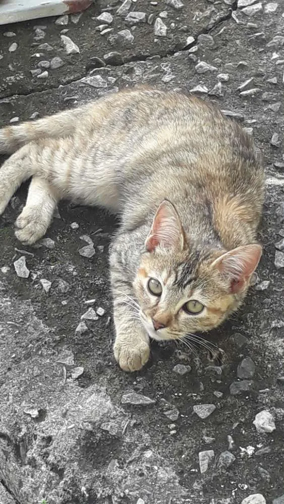 Gato ra a Mestiço  de angorá  idade 2 a 6 meses nome Pandora 