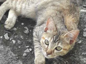 Gato raça Mestiço  de angorá  idade 2 a 6 meses nome Pandora 