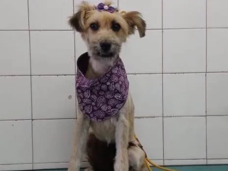 Cachorro ra a Sem raça idade 7 a 11 meses nome Pitu