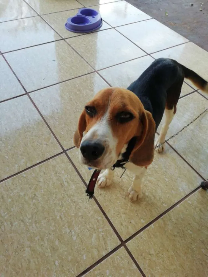 Cachorro ra a Beagle idade 1 ano nome Leon