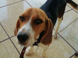 Cachorro raça Beagle idade 1 ano nome Leon