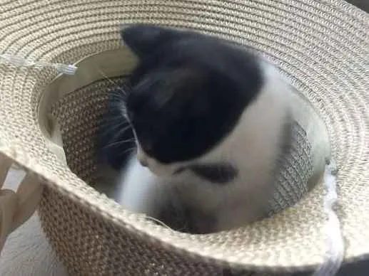 Gato ra a Sem raça definida idade Abaixo de 2 meses nome Lilica