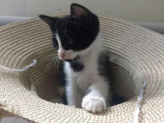 Gato ra a Sem raça definida idade Abaixo de 2 meses nome Lilica
