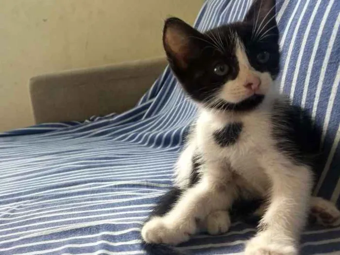 Gato ra a Sem raça definida idade Abaixo de 2 meses nome Lilica