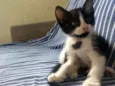 Lilica