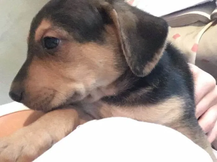 Cachorro ra a Vira lata c/ pastor alemão  idade 2 a 6 meses nome Filhotes 