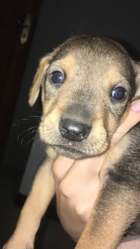 Cachorro ra a Vira lata c/ pastor alemão  idade 2 a 6 meses nome Filhotes 