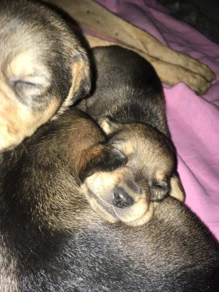 Cachorro ra a Vira lata c/ pastor alemão  idade 2 a 6 meses nome Filhotes 