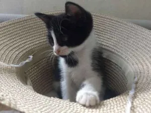 Gato raça Sem raça definida idade Abaixo de 2 meses nome Lilica