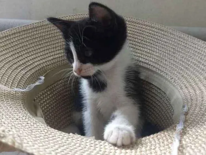 Gato ra a Sem raça definida idade Abaixo de 2 meses nome Lilica