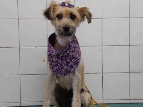 Cachorro ra a Sem raça idade 7 a 11 meses nome Pitu