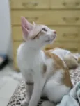 Nick