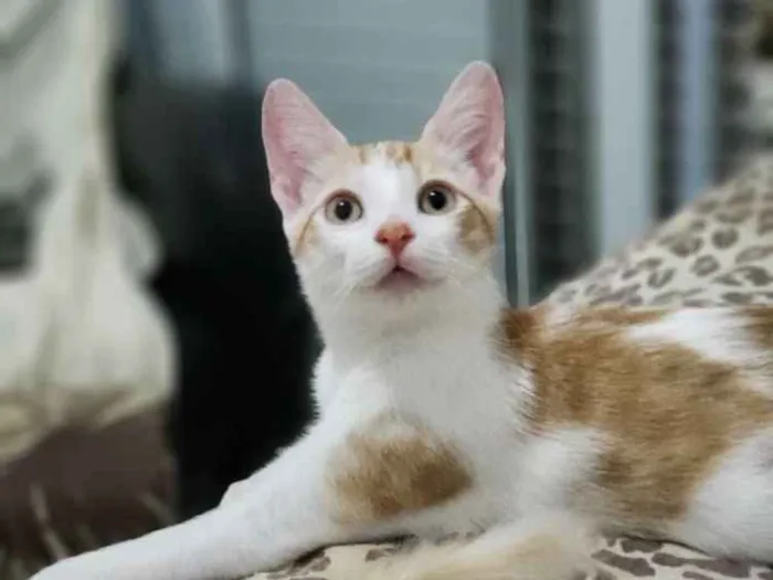 Gato ra a SRD idade 2 a 6 meses nome Nick